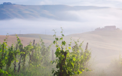 Fall in Tuscany: Wine, Olive Oil, and Truffles. Oh My!
